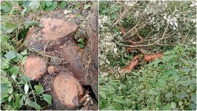 उत्तराखंड_यहाँ भू-माफियाओं का आतंक: पेड़ों की अवैध कटाई, वनकर्मियों से अभद्रता – एफआईआर दर्ज