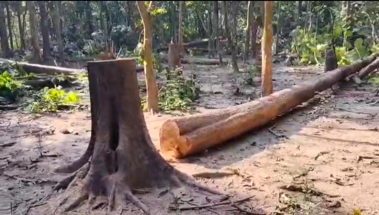 पीपल पड़ाव रेंज में माफिया का आतंक, 14 सागौन के पेड़ काटे – विभाग बेखबर, मुकदमा दर्ज